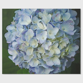 Fint Blue Hydrangea Flowers Photo Presentpapper