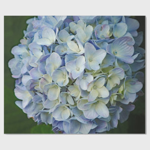 Fint Blue Hydrangea Flowers Photo Presentpapper