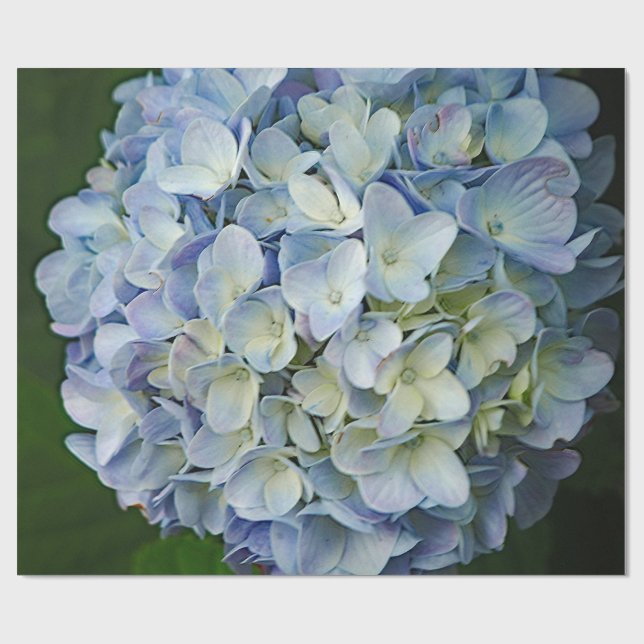 Fint Blue Hydrangea Flowers Photo Presentpapper (Platt)