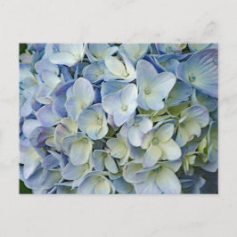 Fint Blue Hydrangea Flowers Photo Vykort