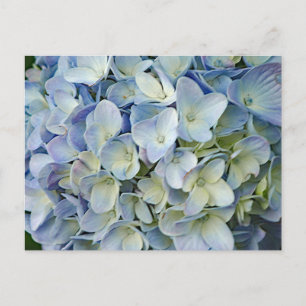 Fint Blue Hydrangea Flowers Photo Vykort