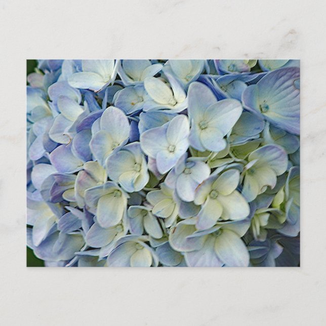 Fint Blue Hydrangea Flowers Photo Vykort (Framsida)