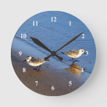 Fint Blue Vatten Sandpiper Photo