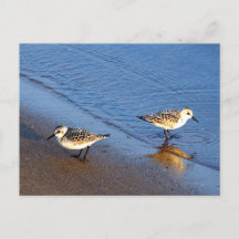 Fint Blue Vatten Sandpiper Photo