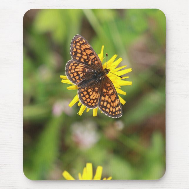 Fint, Butterfly! Musmatta (Framsidan)