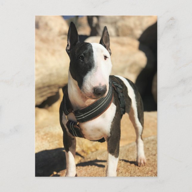 Fint engelskt Bull Terrier-fotokort Vykort (Framsida)
