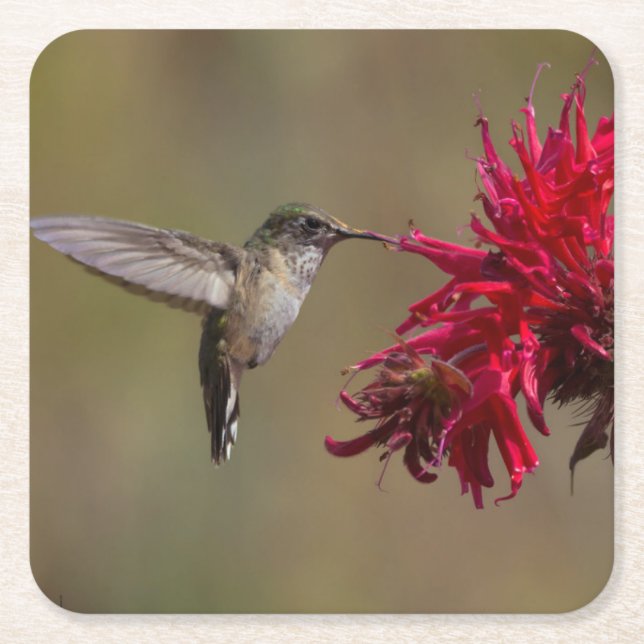 Fint Hummingbird i Underlägg set Papper Kvadrat (Framsidan)