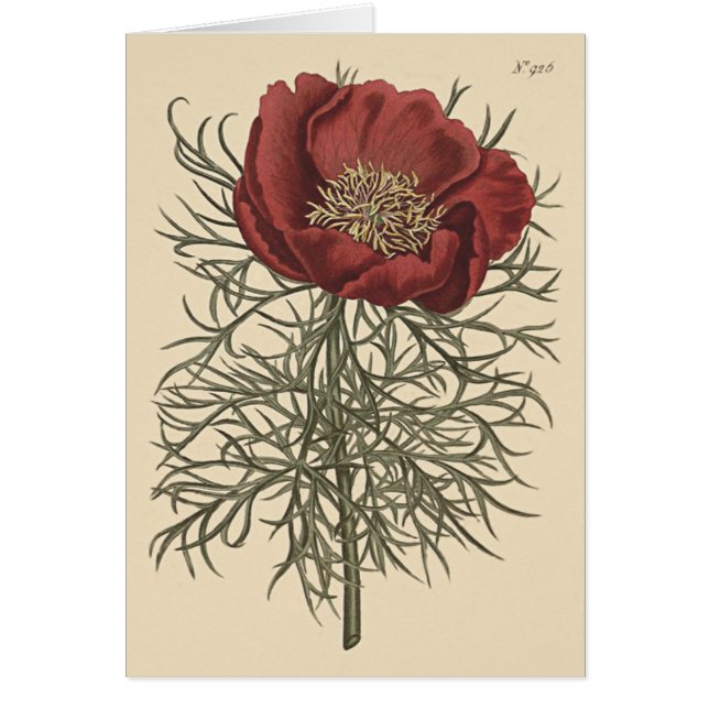 Fint lövad pion botanisk illustration hälsningskort (Framsidan)