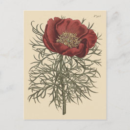 Fint lövad pion botanisk illustration vykort