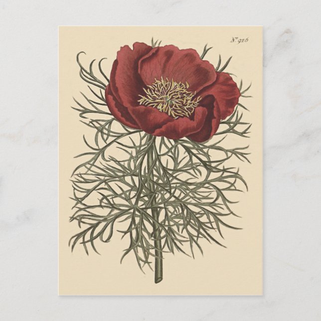 Fint lövad pion botanisk illustration vykort (Framsida)