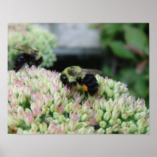 Fint Matande Bee Poster