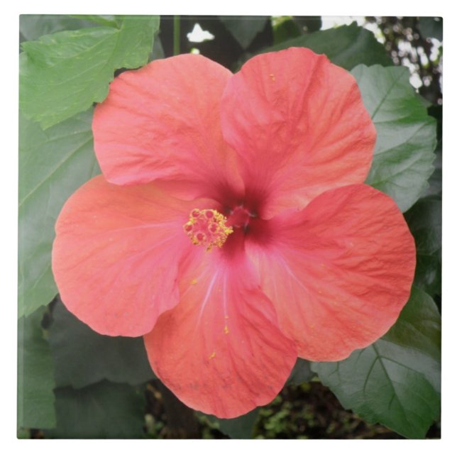 Fint Orange Hibiscus Flower Tile Kakelplatta (Framsidan)
