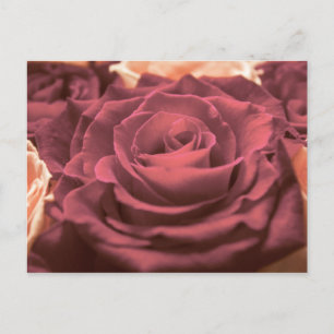 Fint röd rosa ros-blommor är romantiska vykort