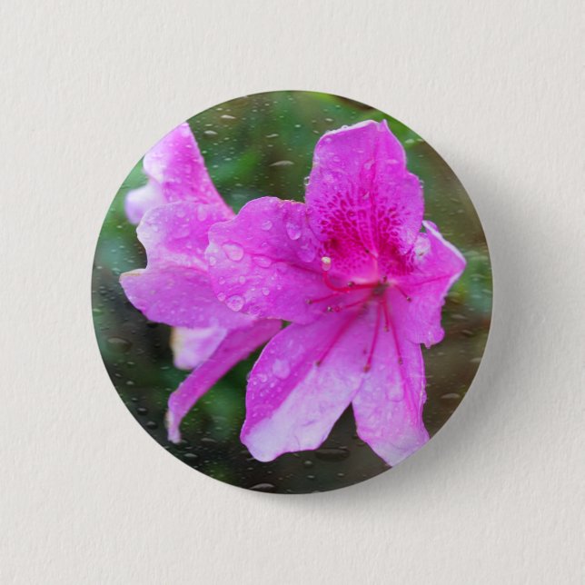 Fint rosa trädgårdsblommor med regndroppar. blommi knapp (Framsida)