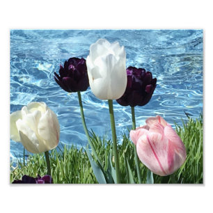 Fint vitt, Rosa och Lila blommor Fototryck