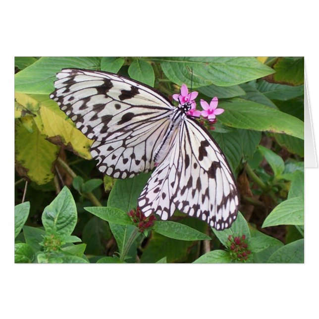 Fintvätt 1 hälsningskort (Framsidan Horizontal)