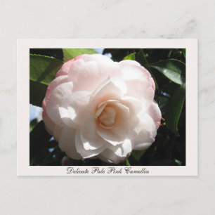 Fintvätt av Blekens Rosa Camellia Vykort