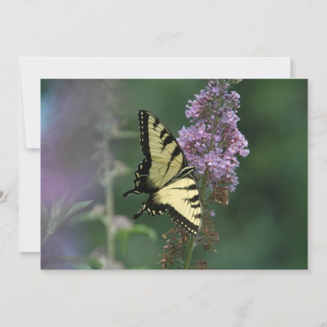 Fintvätt av en fjäril - Flat hälsningskort Kort (Framsida)