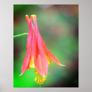 Fintvätt av färgen Flower Poster