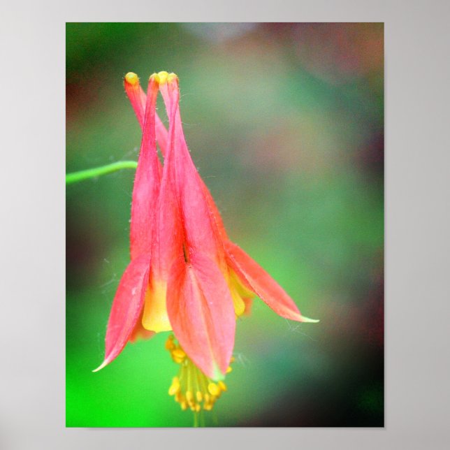 Fintvätt av färgen Flower Poster (Framsidan)
