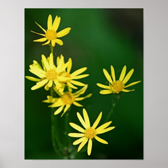 Fintvätt av Gult Daisy Wildblommor Poster (Framsidan)