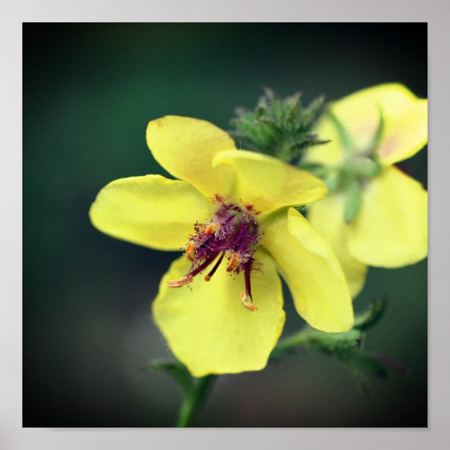 Fintvätt av Gult Wildblomma Poster (Framsidan)