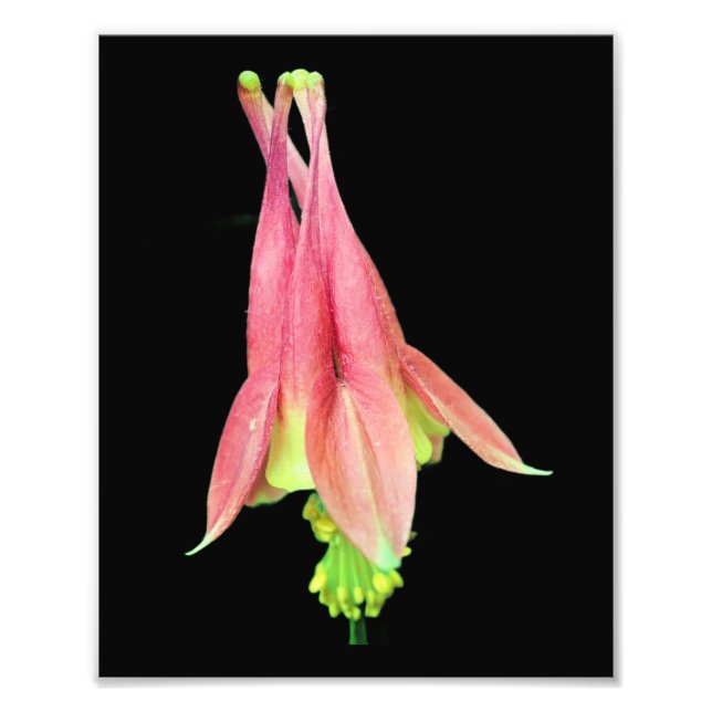 Fintvätt av kolumbin 8 x 10 fototryck (Framsidan)