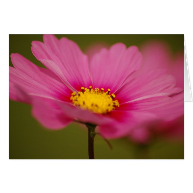 Fintvätt av Rosa Blommigt Hälsningskort (Framsidan Horizontal)