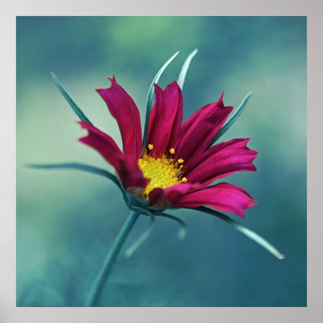 Fintvätt av Rosa Cosmos Flower Macro-Abstrakt på B Poster (Framsidan)