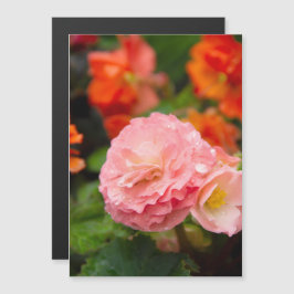 Fintvätt av rosa efter regnet