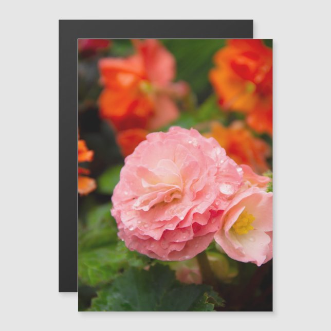 Fintvätt av rosa efter regnet (Fram/baksida)