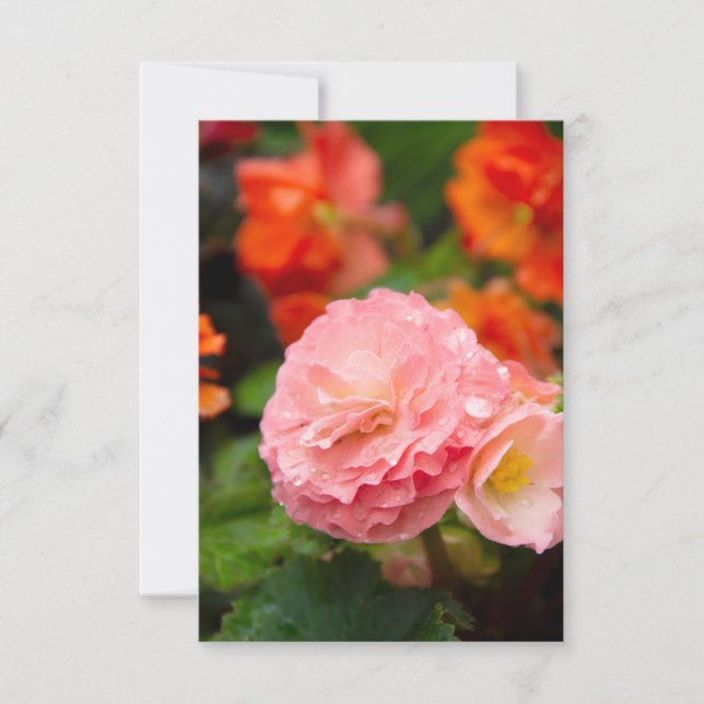 Fintvätt av rosa efter regnet (Framsida)