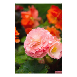 Fintvätt av rosa efter regnet fototryck