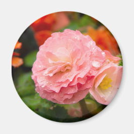 Fintvätt av rosa efter regnet magnet