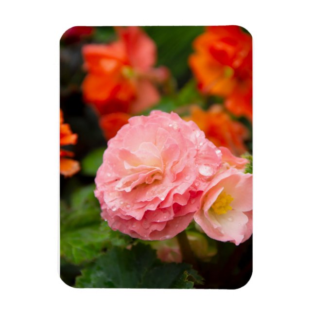 Fintvätt av rosa efter regnet magnet (Vertikal)