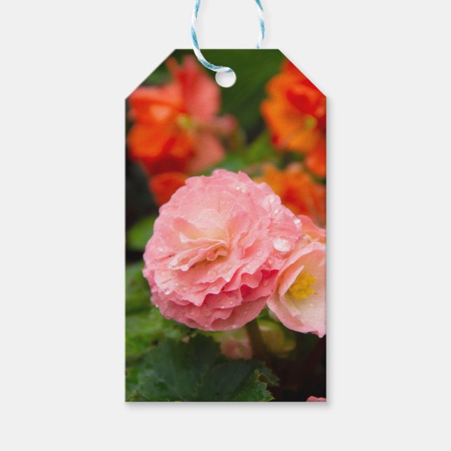 Fintvätt av rosa efter regnet presentetikett (Framsidan)