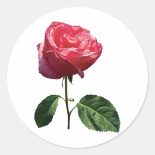 Fintvätt av Rosa Rosenknopp Runt Klistermärke