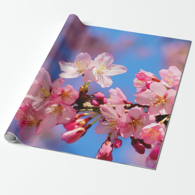 Fintvätt av Rosa Sakura Flowers Presentpapper (Utrullad)