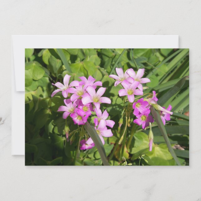 Fintvätt av vildblommor från rosa Vår (Framsida)