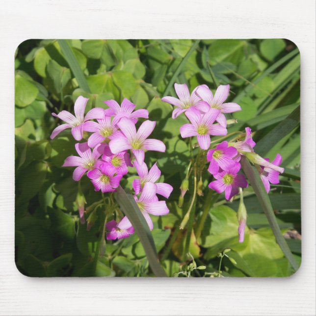 Fintvätt av vildblommor från rosa Vår Musmatta (Framsidan)