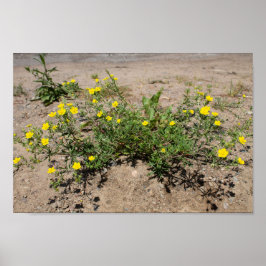Fintvätt gula blommor på sand poster