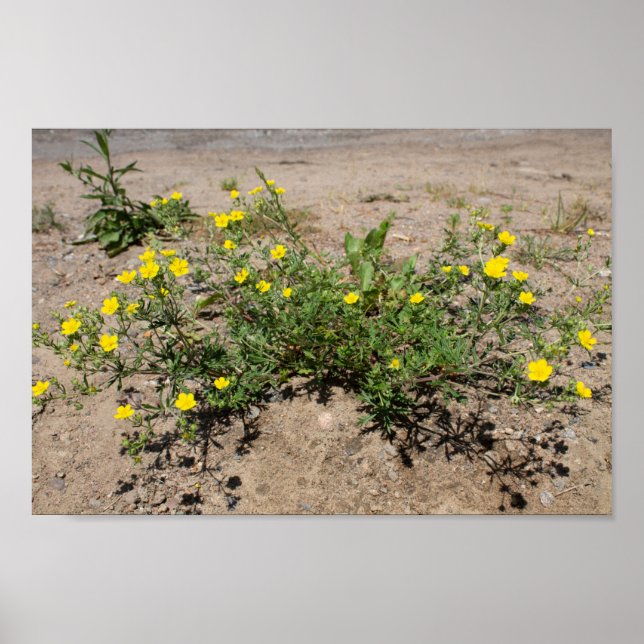 Fintvätt gula blommor på sand poster (Framsidan)