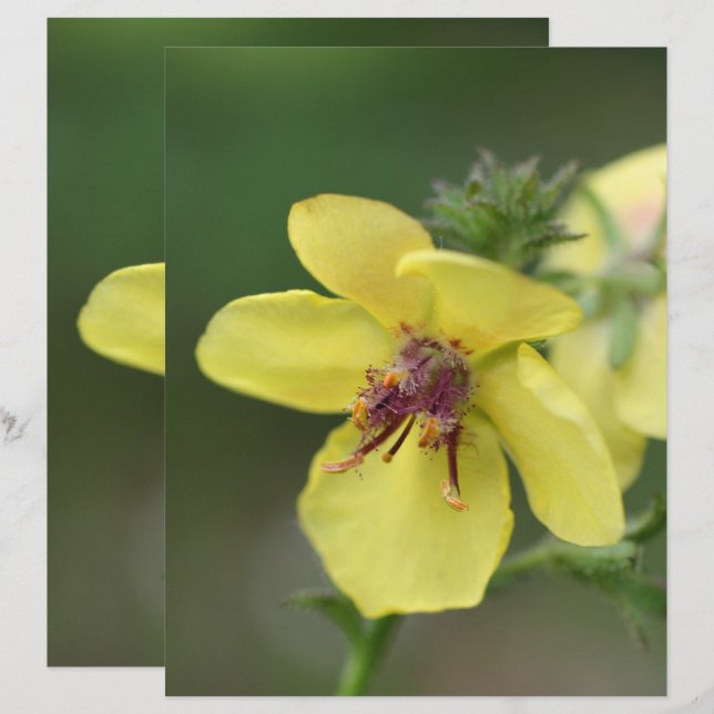 Fintvätt - Gult - stäng upp skrapbok (Fram/baksida)