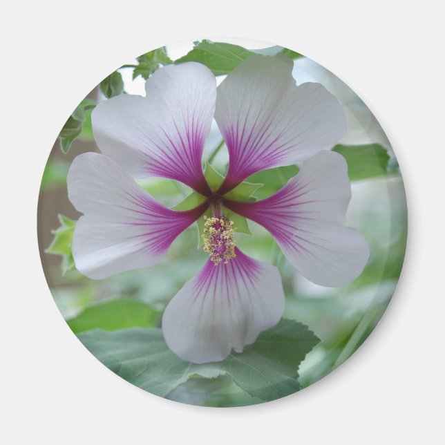 Fintvätt Lily - magnet (Framsidan)