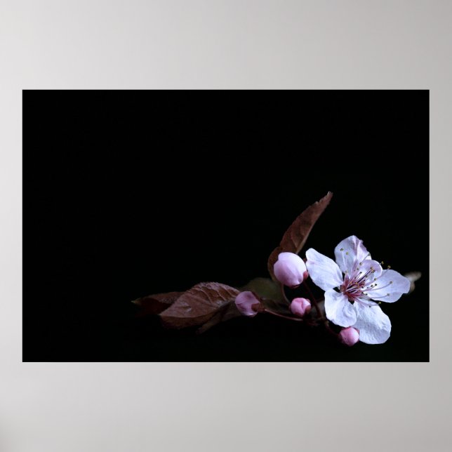 Fintvätt Poster (Framsidan)