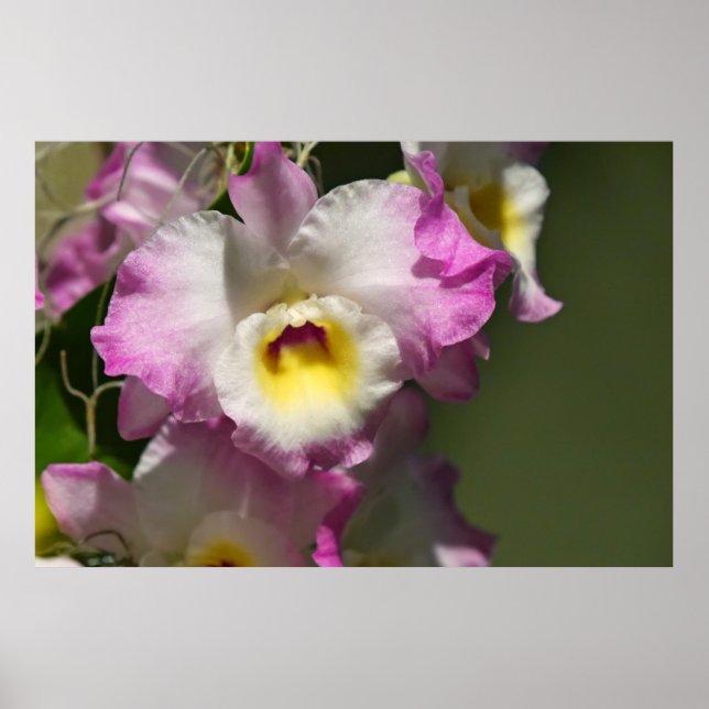 Fintvätt Poster (Framsidan)