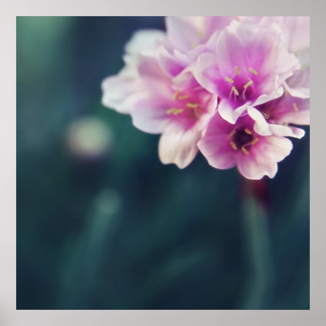 Fintvätt Rosa Flowers Macro-Abstrakt Poster (Framsidan)