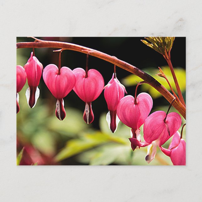 Fintvätt som väntar vykort (Framsida)