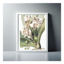 Fintvättande moth Orchid Delicate Petals Fototryck