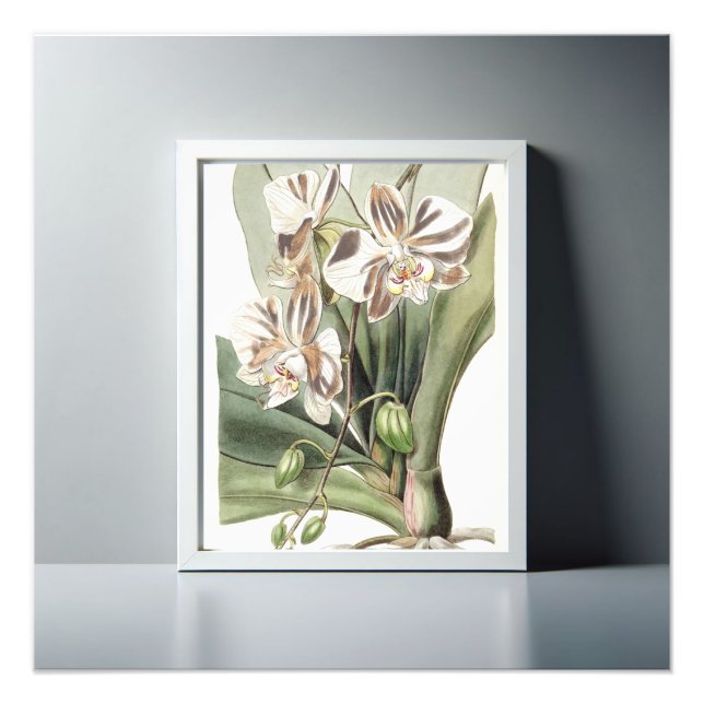 Fintvättande moth Orchid Delicate Petals Fototryck (Framsidan)